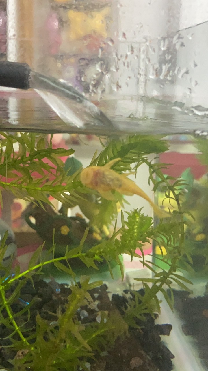 新人不懂就問，這是胡椒病嗎 新人不懂就問，這是胡椒病嗎 龍魚論壇 第2張