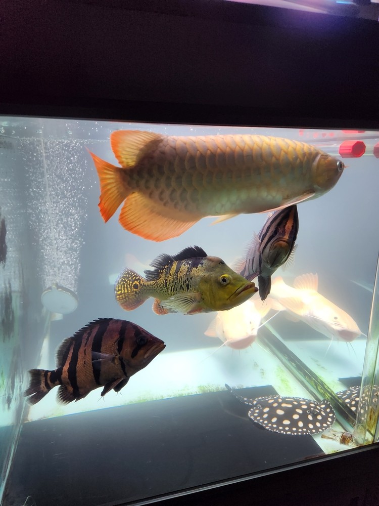 魚友們中秋快樂！