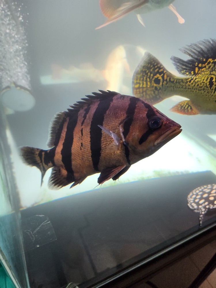 魚友們中秋快樂！