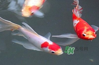 1.8米大魚缸養什么魚好看呢：1.8米大魚缸養魚的選擇