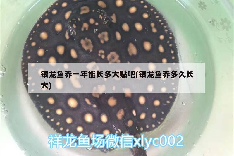銀龍魚養(yǎng)一年能長(zhǎng)多大貼吧(銀龍魚養(yǎng)多久長(zhǎng)大)