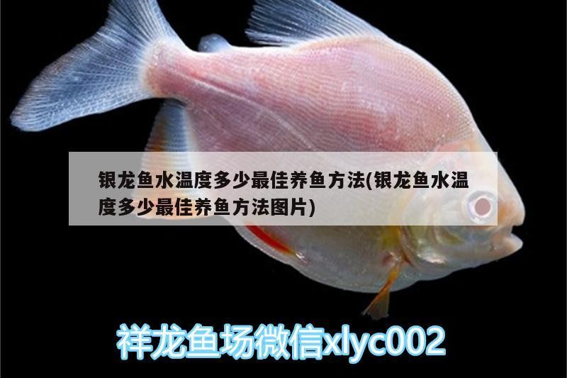 銀龍魚水溫度多少最佳養魚方法(銀龍魚水溫度多少最佳養魚方法圖片)