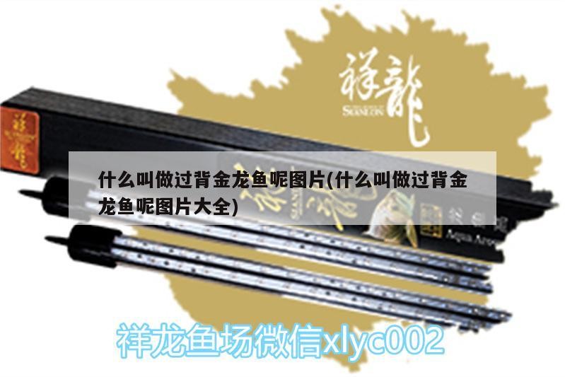 什么叫做過背金龍魚呢圖片(什么叫做過背金龍魚呢圖片大全)
