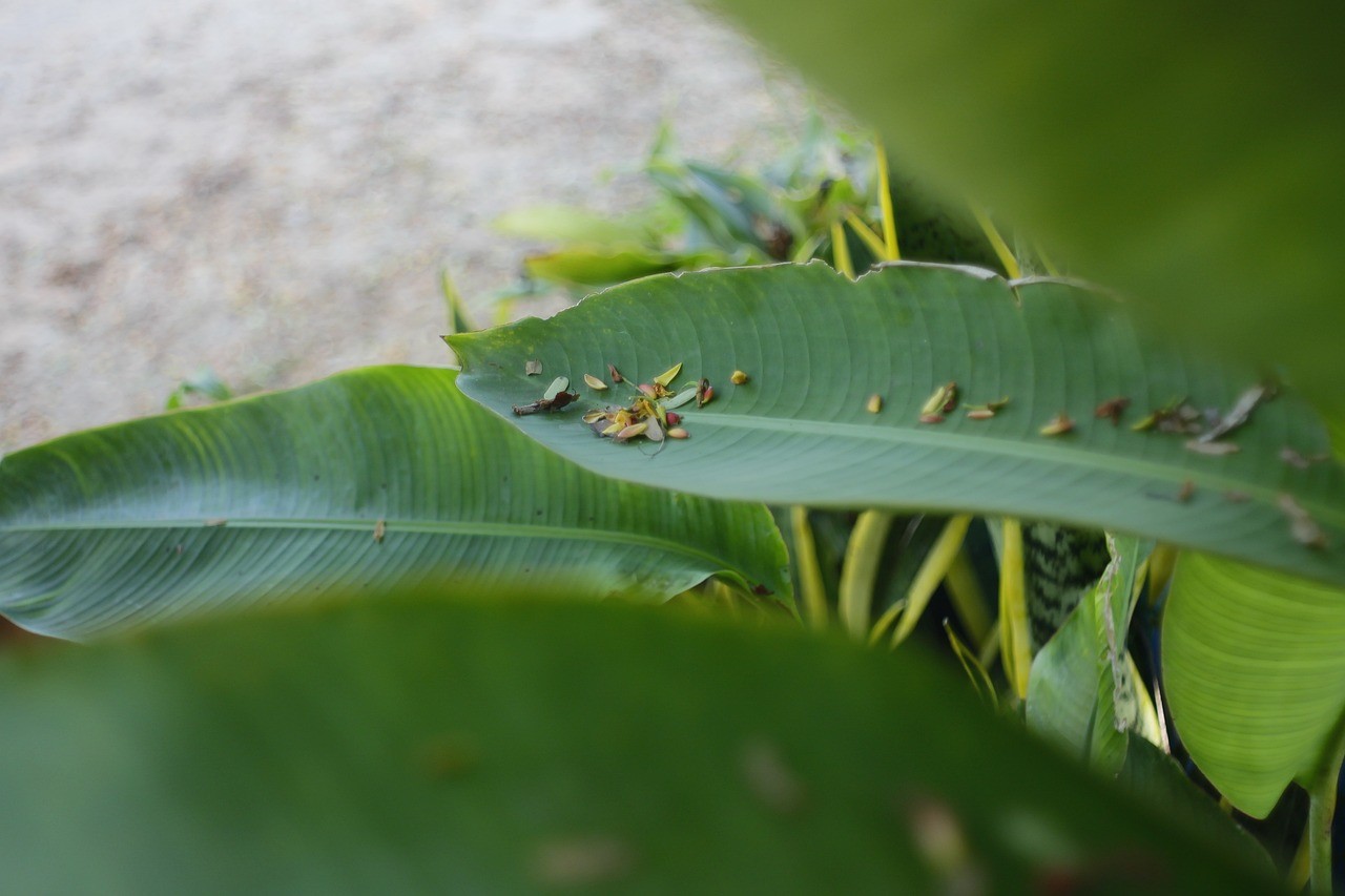 魚缸里長綠苔怎么清理(魚缸中長綠苔如何清除?有什么辦法?)