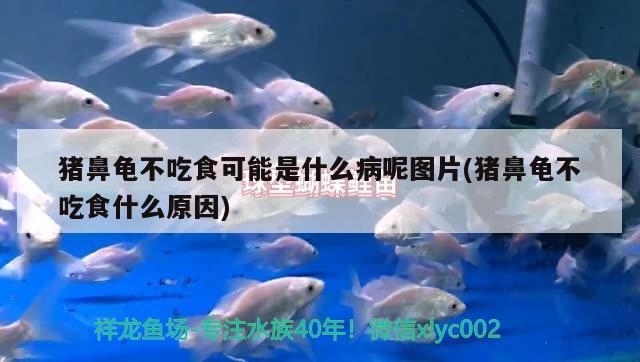 豬鼻龜不吃食可能是什么病呢圖片(豬鼻龜不吃食什么原因)