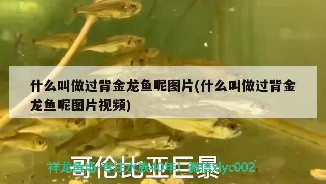 什么叫做過背金龍魚呢圖片(什么叫做過背金龍魚呢圖片視頻)