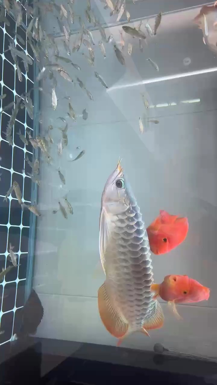 42公分了也不會(huì)紅