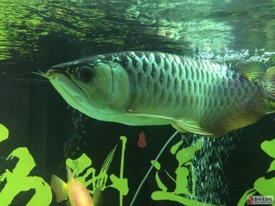 嘉峪關龍魚vs祥龍魚場（嘉峪關龍魚與祥龍魚場有什么區(qū)別？）