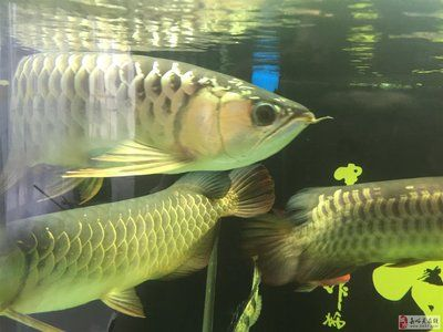 嘉峪關龍魚vs祥龍魚場（嘉峪關龍魚與祥龍魚場有什么區(qū)別？）