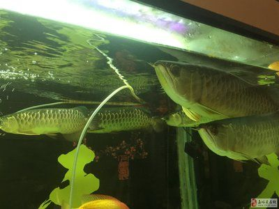嘉峪關龍魚vs祥龍魚場（嘉峪關龍魚與祥龍魚場有什么區(qū)別？）