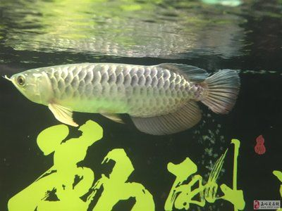 嘉峪關龍魚vs祥龍魚場（嘉峪關龍魚與祥龍魚場有什么區(qū)別？）