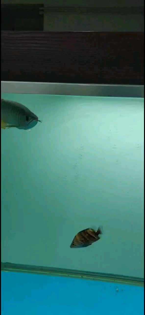張個頭了，也壯實了。