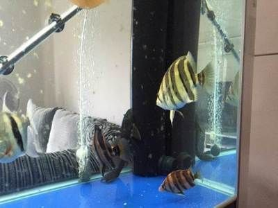 龍魚什么時候最便宜vs祥龍魚場：九江祥龍魚場