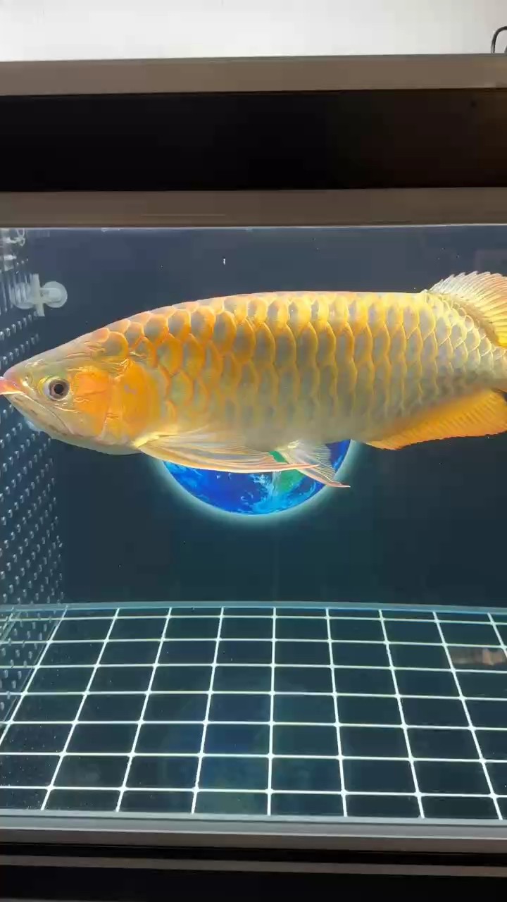 背上掉了一塊鱗