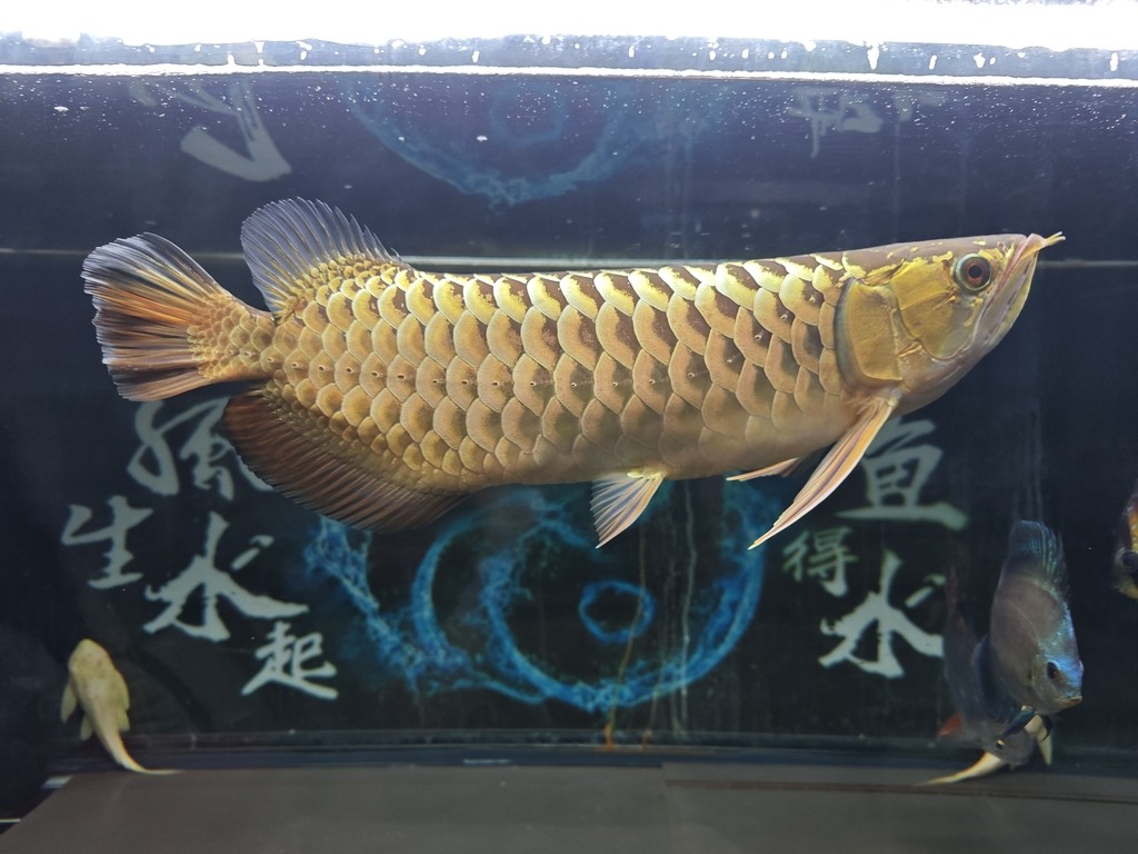 中秋快樂！到家一年244天，肉眼可見的好看了