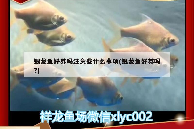 銀龍魚(yú)好養(yǎng)嗎注意些什么事項(xiàng)(銀龍魚(yú)好養(yǎng)嗎?)
