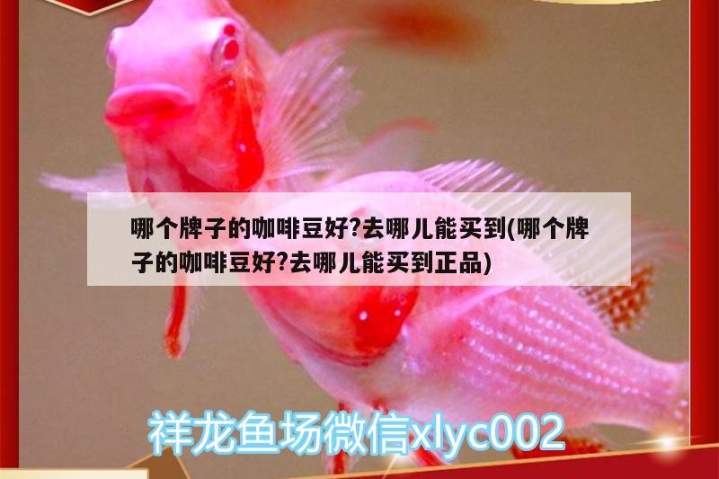 哪個(gè)牌子的咖啡豆好?去哪兒能買到(哪個(gè)牌子的咖啡豆好?去哪兒能買到正品)