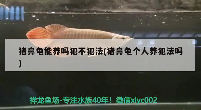 豬鼻龜能養(yǎng)嗎犯不犯法(豬鼻龜個(gè)人養(yǎng)犯法嗎)