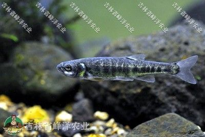 8公分的虎魚吃什么飼料：8公分的虎魚應(yīng)該喂食哪些飼料