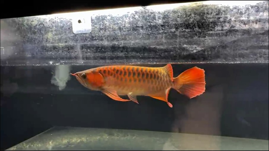入手第三條紅龍