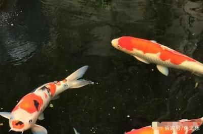 300升魚缸：300升水的魚缸適合養什么樣的魚