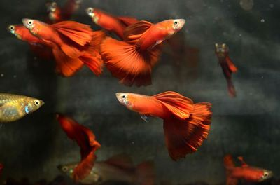 300升魚缸：300升水的魚缸適合養什么樣的魚