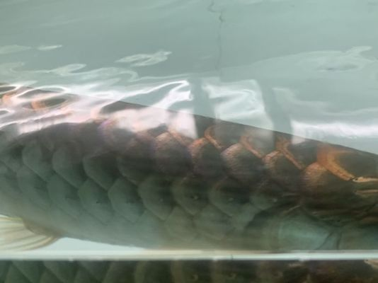 龍魚爛尾巴恢復要多久才能好vs祥龍魚場：祥龍魚場龍魚爛尾治療期間注意事項如何判斷龍魚尾巴是否好轉