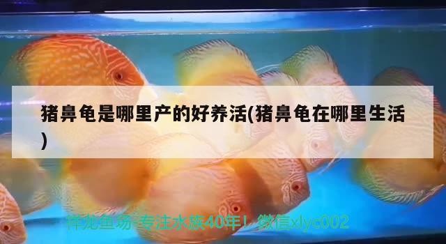豬鼻龜是哪里產的好養(yǎng)活(豬鼻龜在哪里生活)