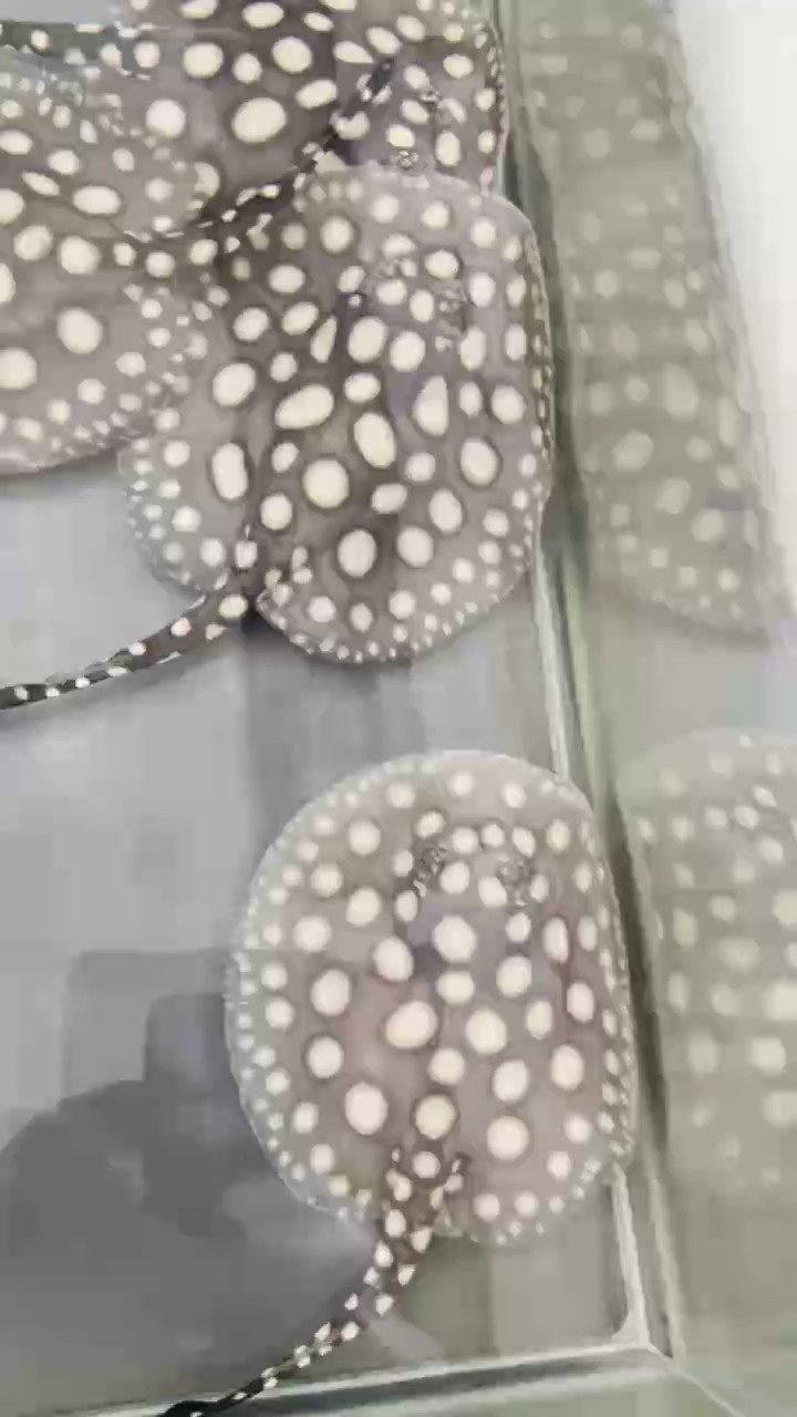 快50天了