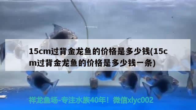 15cm過背金龍魚的價格是多少錢(15cm過背金龍魚的價格是多少錢一條)