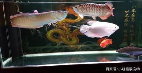 龍魚混養打架怎么辦,一直讓他打嗎vs祥龍魚場：如何預防龍魚混養打架