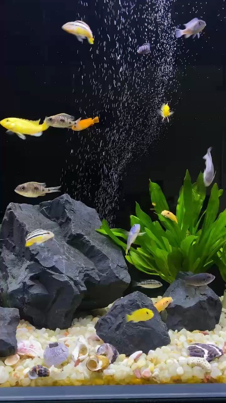 新手三湖慈鯛大混養，這就是你們要不空氣的