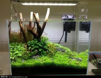 50cm魚缸造景圖片：50cm魚缸造景圖片及相關信息匯總：水草造景制作方法