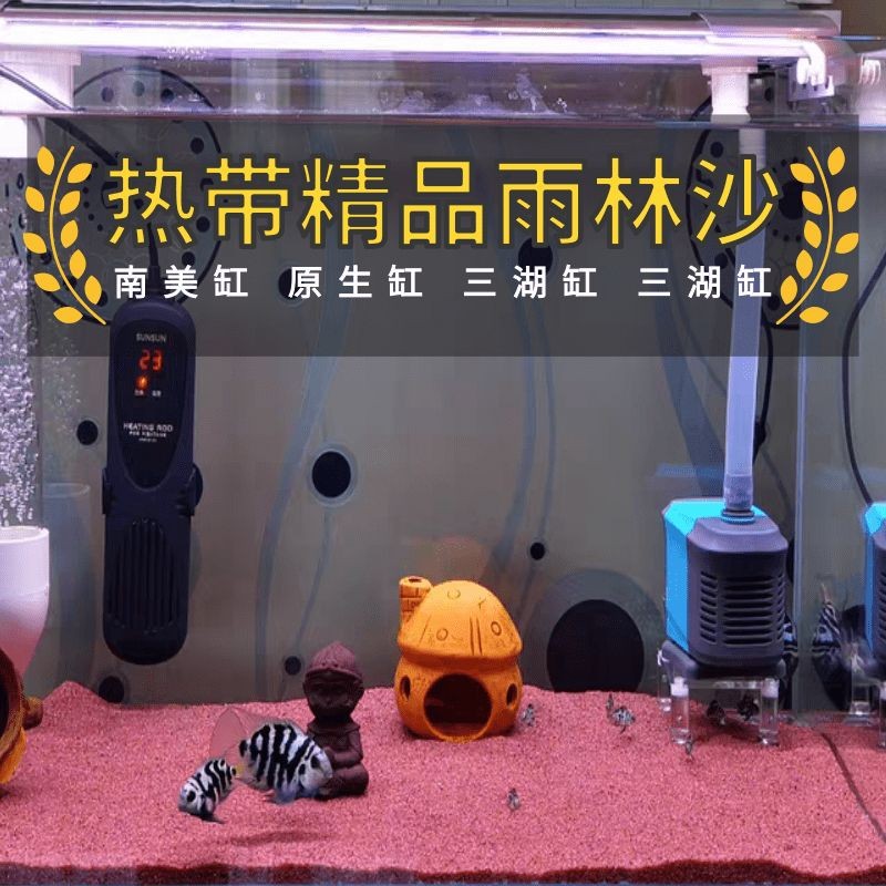 精品紅龍魚價格：精品紅龍魚的價格