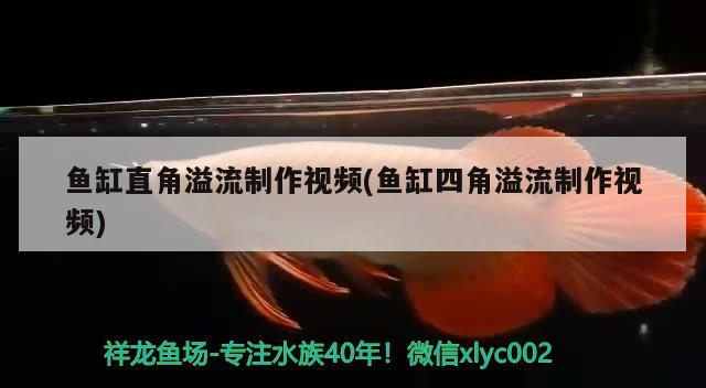 藍底過背金龍魚:古典過背和藍底過背有什么區別