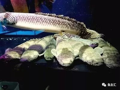 100l的魚缸要多大流量水泵：100升的魚缸要多大流泵