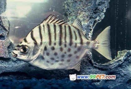 100l的魚缸要多大流量水泵：100升的魚缸要多大流泵