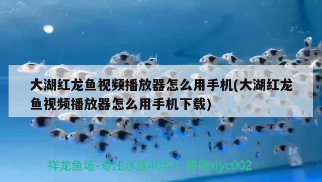 血斑雷龍魚1型配對(duì) 血斑一型雷龍魚保護(hù)色
