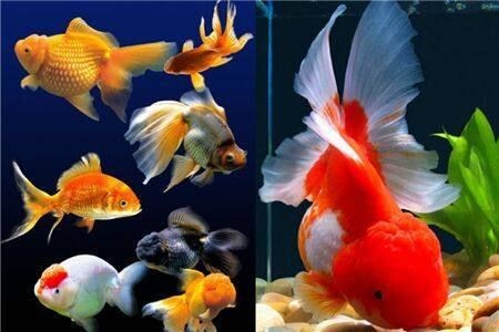 50厘米的魚缸養幾條錦鯉：1.5米的魚缸可以養5條10厘米左右的錦鯉魚苗