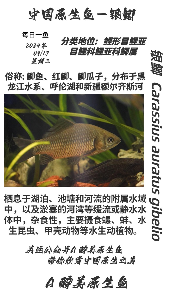 銀鯽
