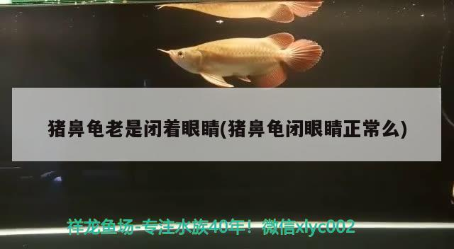 豬鼻龜老是閉著眼睛(豬鼻龜閉眼睛正常么)