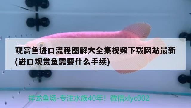 酒杯魚缸圖片大全集