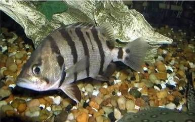 虎魚越來越黑怎么回事：虎魚的顏色變化可能由多種因素引起，虎魚越來越黑怎么辦