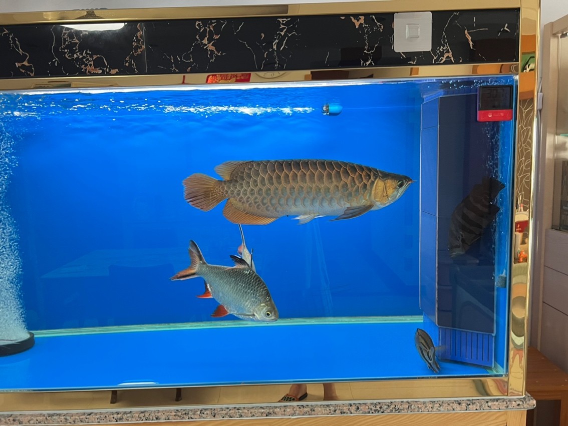 2024年9月17日中秋節(jié)[deyi][kafei][kafei][kafei]