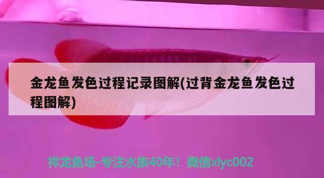金龍魚發(fā)色過程記錄圖解(過背金龍魚發(fā)色過程圖解)