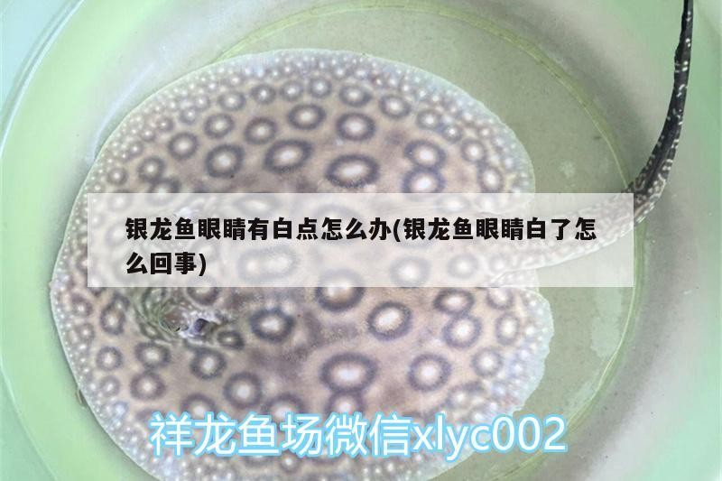 銀龍魚(yú)眼睛有白點(diǎn)怎么辦(銀龍魚(yú)眼睛白了怎么回事)
