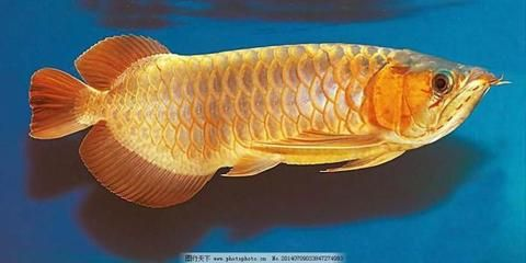 龍魚的食物是什么？vs祥龍魚場：自制龍魚餌料方法龍魚喂食頻率指南龍魚喂食頻率指南