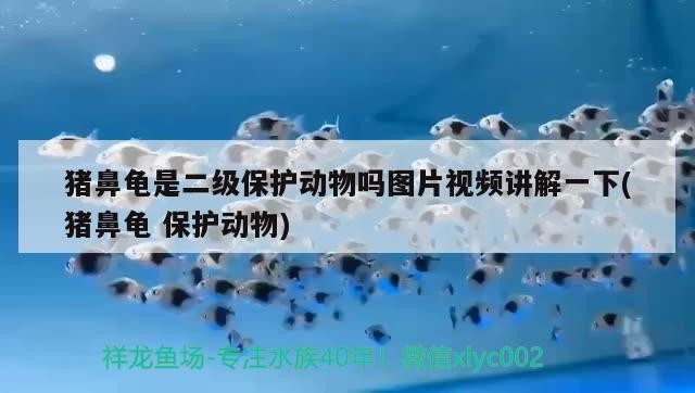 豬鼻龜是二級保護動物嗎圖片視頻講解一下(豬鼻龜保護動物) 豬鼻龜是二級保護動物嗎圖片視頻講解一下(豬鼻龜保護動物) 豬鼻龜百科