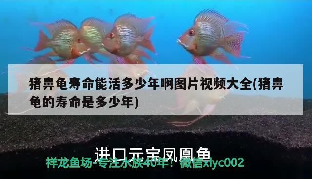 豬鼻龜壽命能活多少年啊圖片視頻大全(豬鼻龜的壽命是多少年)