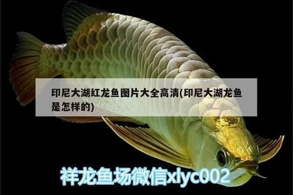 印尼紅龍魚(yú)照片高清圖：印尼紅龍魚(yú)的飼養(yǎng)條件
